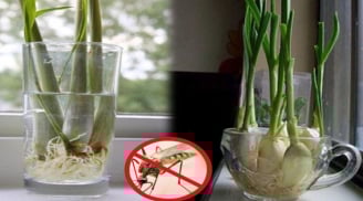 Đặt nắm lá này trong phòng muỗi sợ không dám vo ve, cả nhà yên tâm mà ngủ