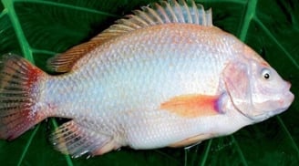 Gặp 6 loại cá này ở chợ mua ngay kẻo lỡ: Cá đồng tự nhiên, giá rẻ mà bổ như nhân sâm, tổ yến