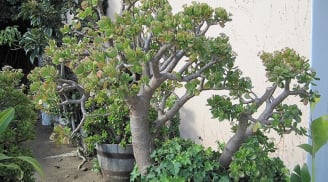 Nhiều gia đình giàu có rất thích trồng 1 cây cảnh này trong nhà để làm 'vật gia bảo', trấn ải trong phòng khách