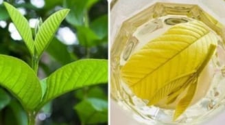 Uống nước lá ổi chữa tiểu đường mỗi ngày có hiệu quả không? Bác sĩ Bạch Mai cảnh báo sai lầm