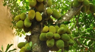 4 loại cây tuyệt đối không nên chặt trong vườn – giữ lại để hút tài lộc, gia chủ phát đạt quanh năm!