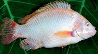 Gặp 6 loại cá này ở chợ phải mua ngay: Cá tự nhiên giá rẻ, bổ hơn cả tổ yến nhân sâm