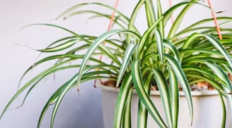 7 loại cây cảnh phong thủy để trong phòng ngủ giúp bạn có giấc ngủ ngon hơn
