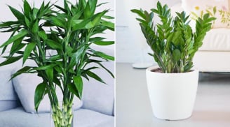 Đặt 4 loại cây phong thủy này trong phòng khách, gia chủ vận đỏ như son, tiền vào như nước