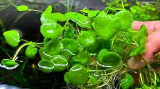 Loại rau mọc đầy bờ ruộng, hái về ăn mát gan thải độc, nhiều người nhổ bỏ không biết