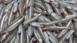 7 loại cá nên mua ngay khi đi chợ: Bổ như nhân sâm, sạch không tăng trọng, giá lại rẻ giật mình
