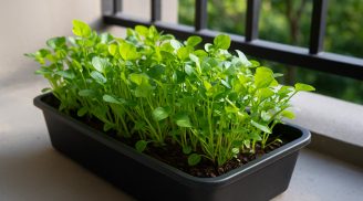 Rau cải xoong: Trồng một lần ăn cả năm, giàu canxi gấp đôi sữa giúp trẻ cao lớn khỏe mạnh