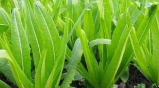 Loại rau giàu canxi gấp nhiều lần sữa, ăn sống hay nấu chín đều cực tốt cho xương