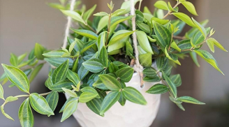 6 loại cây phong thủy giúp dưỡng người, trấn trạch, mang lại may mắn và bình an