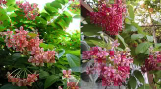 Ý nghĩa và lưu ý khi trồng hoa sử quân tử: Loài hoa đẹp, thơm, phong thủy tốt nhưng cần cẩn trọng