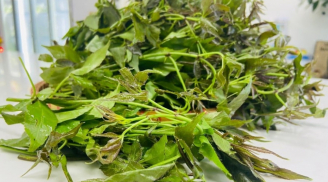 Rau ngũ bì hương, loài rau được ví như 'nhân sâm rừng' bổ dưỡng, khử phong thấp, cường gân cốt, bổ gan thận