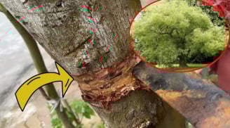 4 loại cây trồng ở nhà nào nhà đó không đau ốm hao tài, khánh kiệt