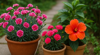 5 loại hoa vừa đẹp, rẻ, dễ trồng lại mang phúc lộc đến cho ngôi nhà bạn