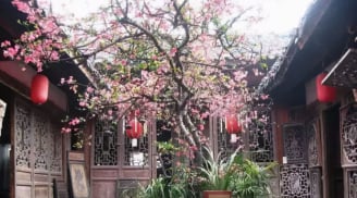 Các cụ dặn: 3 loại cây là “thần tài trong vườn nhà”, trồng 1 cây gia đạo hưng thịnh, tiền bạc rủng rỉnh