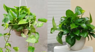 Loại cây được mệnh danh là máy lọc không khí, hút sạch 80% khí độc mỗi ngày