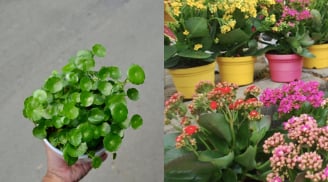 6 loại cây phong thủy trồng trong nhà, tài lộc ùn ùn kéo tới