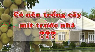 Không trồng cây mít trước nhà, ai buôn bán càng phải nhớ kĩ