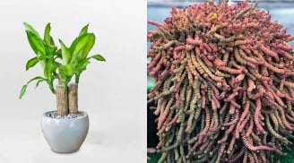 3 loại cây cảnh có tên mang ý nghĩa 'tiền tài', càng trồng càng vượng khí - tiền vào như nước