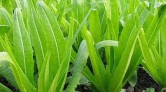 Loại rau giàu canxi gấp đôi sữa, ăn sống hay nấu chín đều bổ xương chắc khỏe