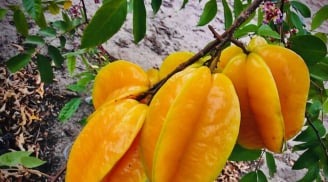 Người xưa nói trồng cây khế trước nhà gia đình khỏe mạnh may mắn, nhất là người tuổi này rất hợp cây khế