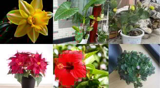 6 loại hoa đẹp nhưng không nên trồng trong nhà