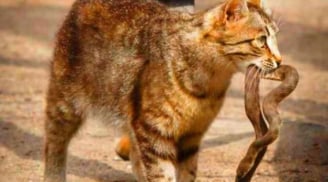 Mèo nhà rất lành nhưng gặp rắn là 'không tha', lý do là gì?