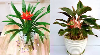 5 loại hoa trồng trong nhà, vừa hút tài lộc lại vượng khí cho gia đạo, nghèo đến mấy cũng nên có 1 chậu