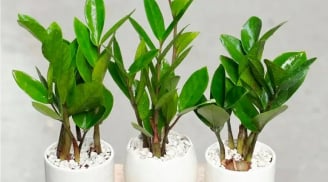 Đặt cây Kim Tiền trong nhà chuẩn phong thủy tài lộc đổ về như nước