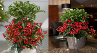 Ai trồng loài cây này sẽ có ý chí phấn đấu không ngừng, sớm thành công, tài lộc đồi dào