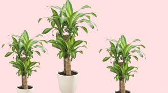 Cây cảnh Thiết mộc lan là 'chìa khóa vàng' mở cánh cửa tài lộc nhưng phải biết trồng đúng vị trí đúng kiểu