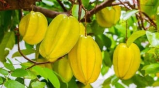 Có nên trồng cây khế trước nhà không? Giải mã phong thủy và mệnh hợp để đón tài lộc