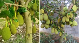 Vì sao trồng cây mít trước nhà không tốt?