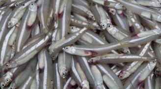 Gặp 7 loại cá này ở chợ hãy mua ngay: Dưỡng chất như nhân sâm, giá rẻ bất ngờ!