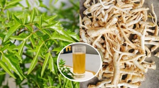 Tác dụng của nước rễ đinh lăng: Có 3 nhóm người không nên sử dụng