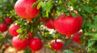 4 loại cây phong thủy càng trồng càng giàu: chặt đi là mất lộc, tiền bạc đội nón ra đi