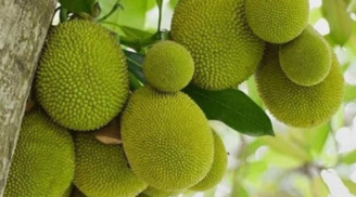 Người xưa cảnh báo: Tuyệt đối không trồng cây mít trước nhà, đặc biệt với người buôn bán, vì sao thế?