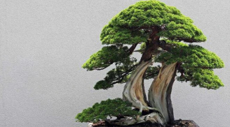Những loại cây cảnh phong thủy phù hợp với người tuổi Thân, hỗ trợ công danh, sự nhiệp và cuộc sống hạnh phúc