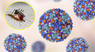 WHO cảnh báo nguy cơ bùng phát dịch do một loại virus, 5,6 tỷ người đứng trước mối nguy hiểm nhiễm bệnh