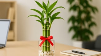 Đặt cây ở đâu trong nhà để thu hút tiền tài vào năm 2025?