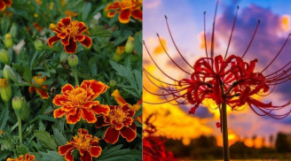 Hoa nở người buồn: 5 loại hoa không nên trồng trước nhà, không phải mê tín mà rất thực tế