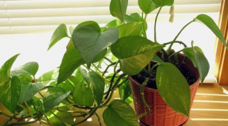 Vị trí trồng cây trầu bà giúp “hút lộc như nam châm”, Thần Tài tự tìm đến gõ cửa