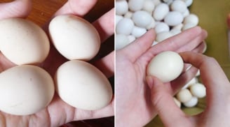 Mua trứng gà chọn quả to hay quả nhỏ: Người nuôi tiết lộ cách chọn tốt nhất