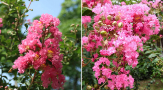 Người mệnh nào hợp trồng hoa tường vi nhất?