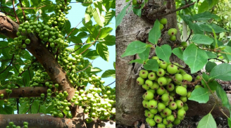 Trồng cây sung lớn trước nhà có nên không?