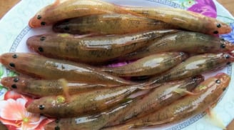 4 loại cá không thể nuôi nhân tạo, thịt bổ không tanh, thấy đừng tiếc tiền mua