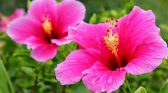 5 loại hoa tuyệt đẹp thích tắm mưa, mưa càng nhiều càng phát triển tốt