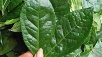 Đi chợ gặp 5 loại lá này nhớ mua ngay – Rẻ bèo nhưng giúp giải độc, làm sạch phổi hiệu quả không ngờ
