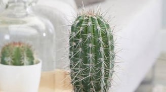 5 loại cây trồng trong nhà âm thầm rút cạn tài lộc, chiêu dụ vận xui: Nhiều gia đình trồng mà không biết