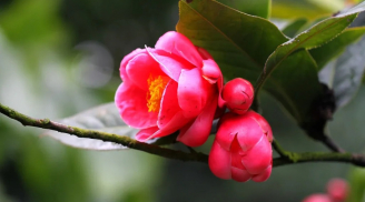 Nhà có 5 loài hoa tuyệt đẹp này sẽ mang lại phú quý, tài lộc và sự hòa hợp cho gia đình