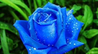 3 con giáp bé thì chăm ngoan, lớn lên tự lập, về già an nhiên, hạnh phúc viên mãn